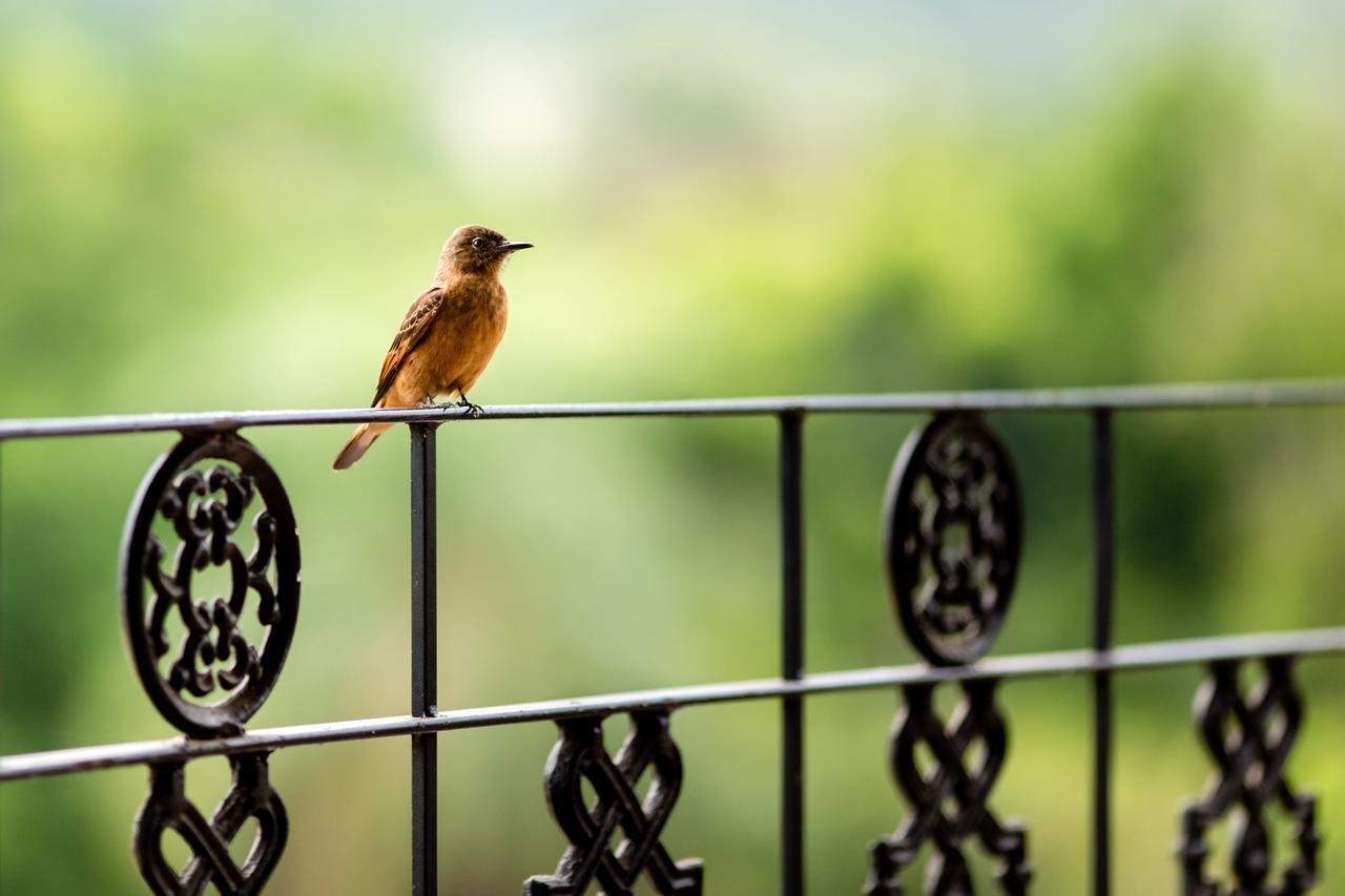 Pousada Fazenda Peroba Rosa Pedregulho Bagian luar foto