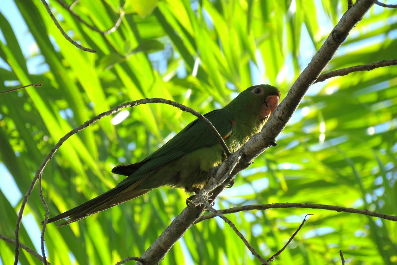 Pousada Fazenda Peroba Rosa Pedregulho Bagian luar foto